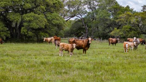 3814 Cr 19 Hallettsville TX 77964