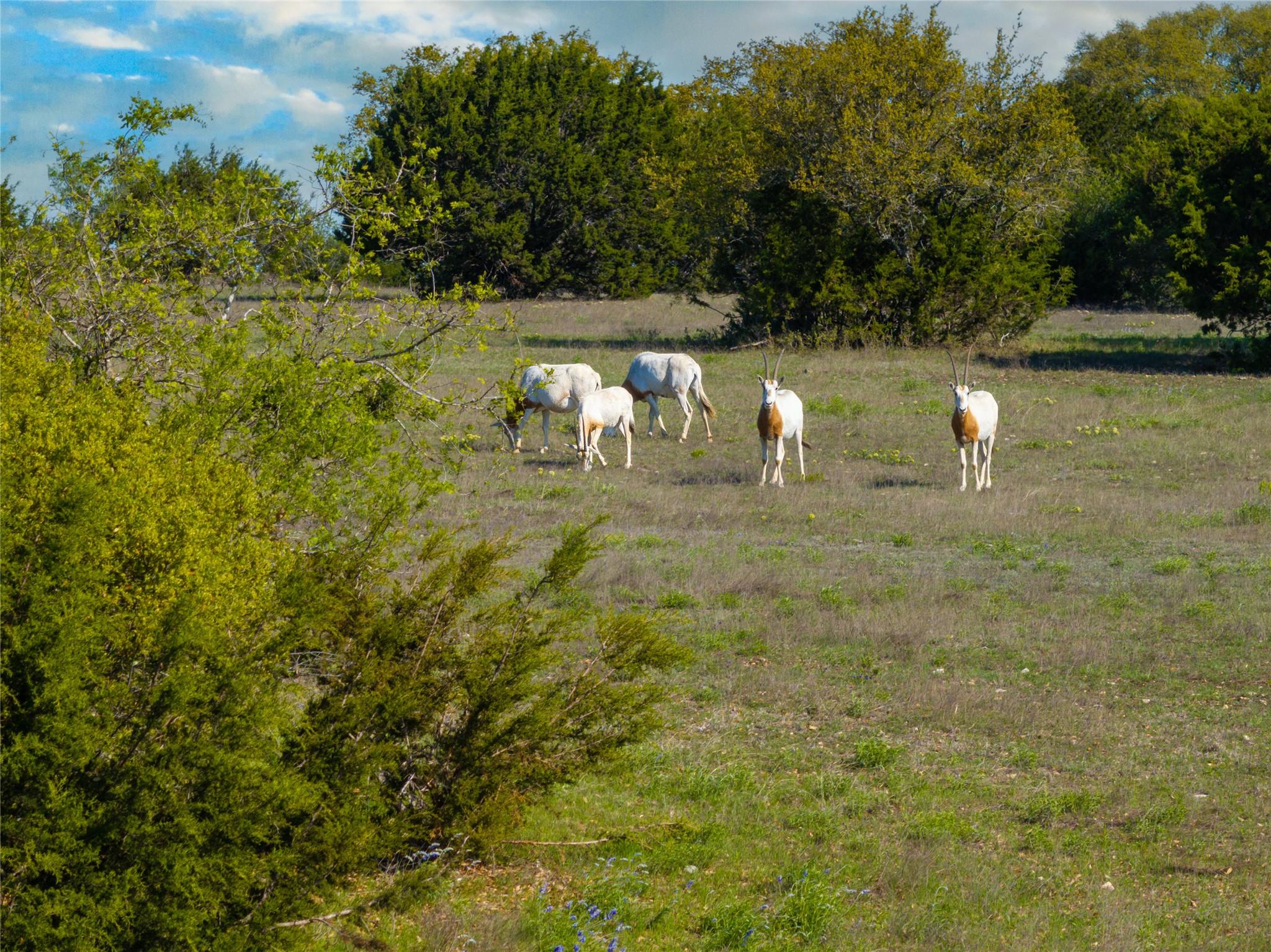 5525 Fm2340 Road Burnet TX 78611
