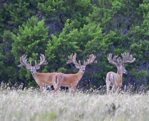 5525 Fm2340 Road Burnet TX 78611
