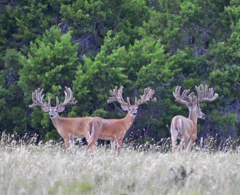 5525 Fm2340 Road Burnet TX 78611
