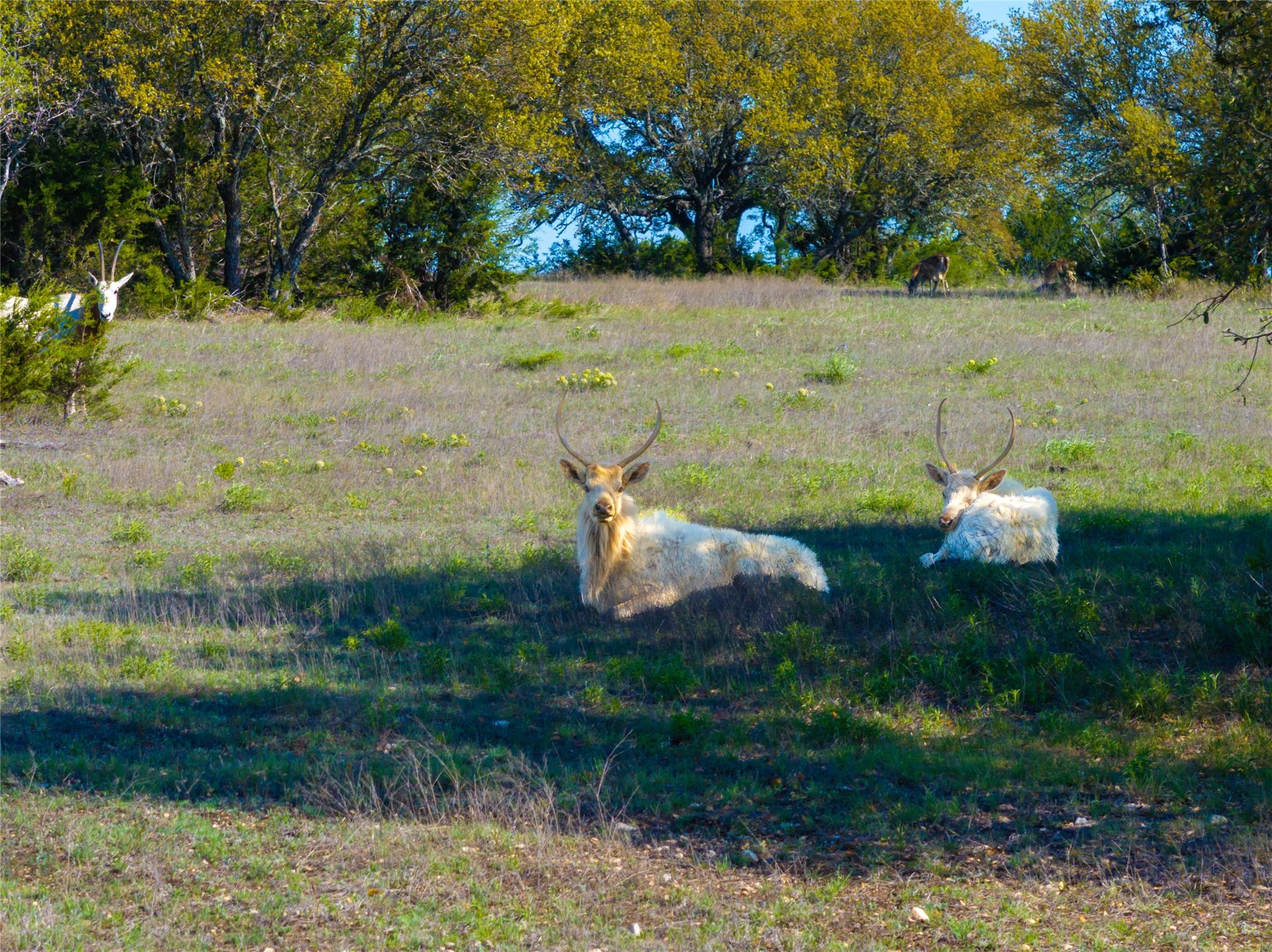 5525 Fm2340 Road Burnet TX 78611