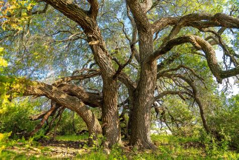 5950 Moccasin Bend Road Gatesville TX 76528