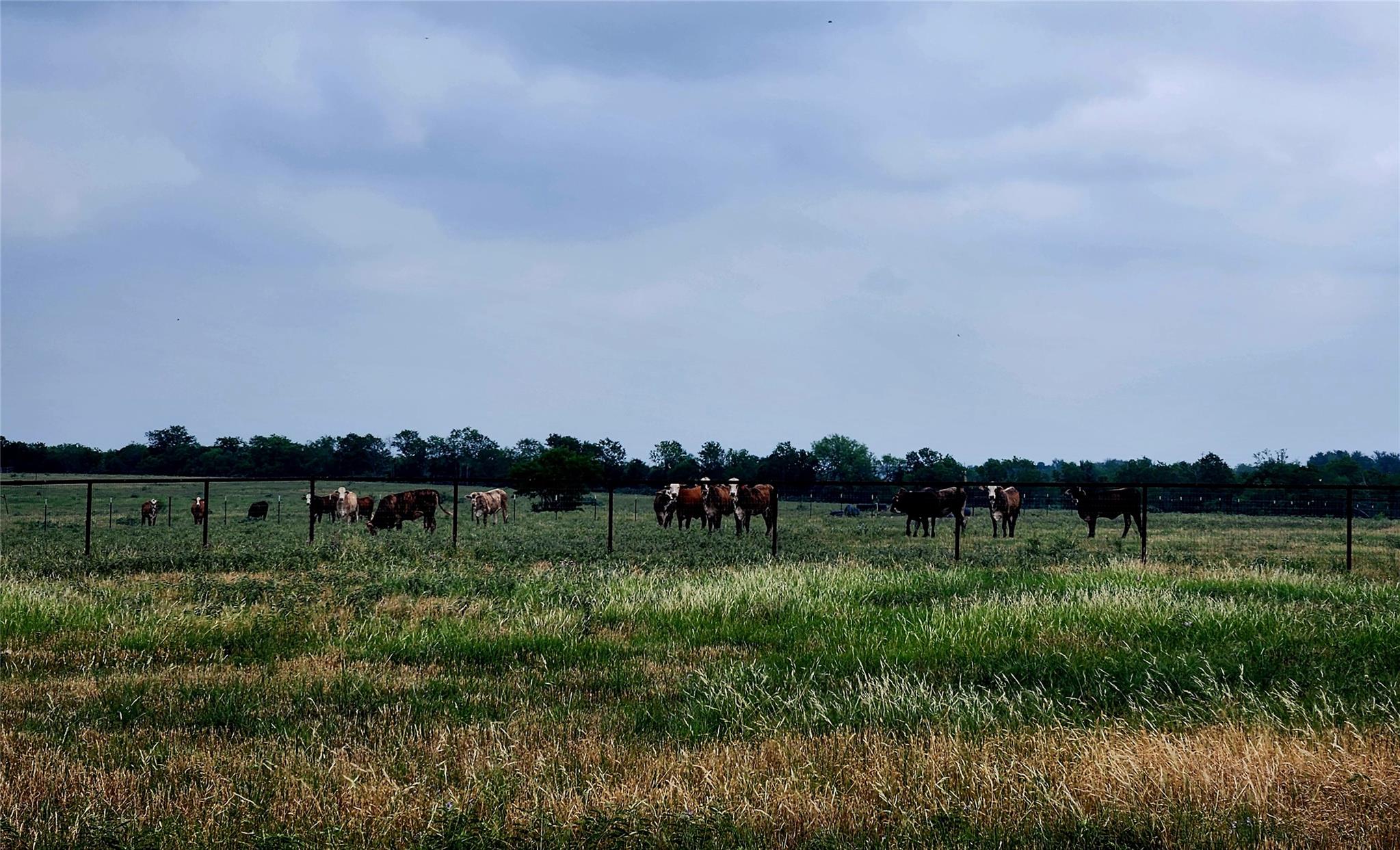 Tbd County Road 446 Waelder TX 78959