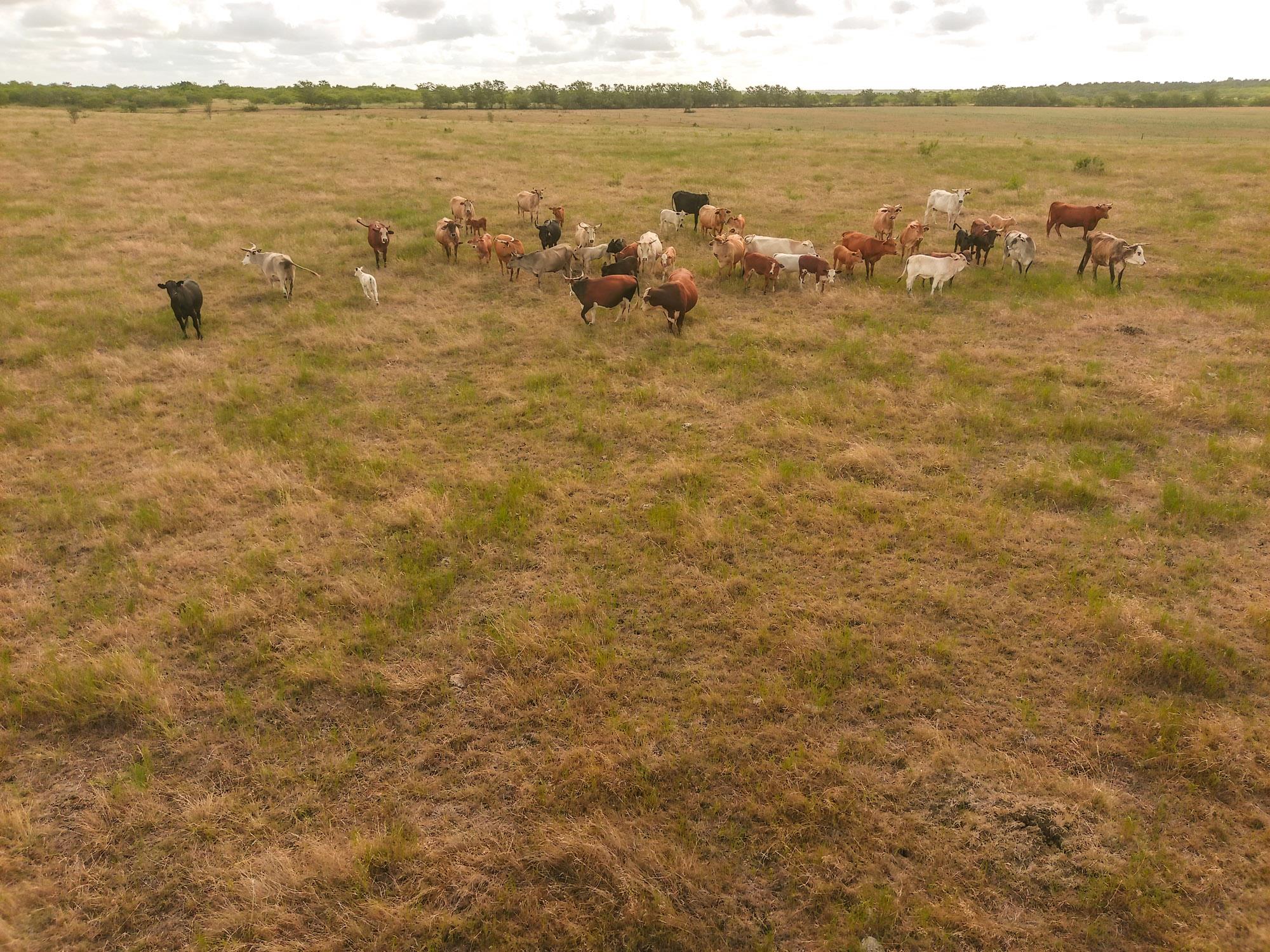 Tbd County Road 446 Waelder TX 78959