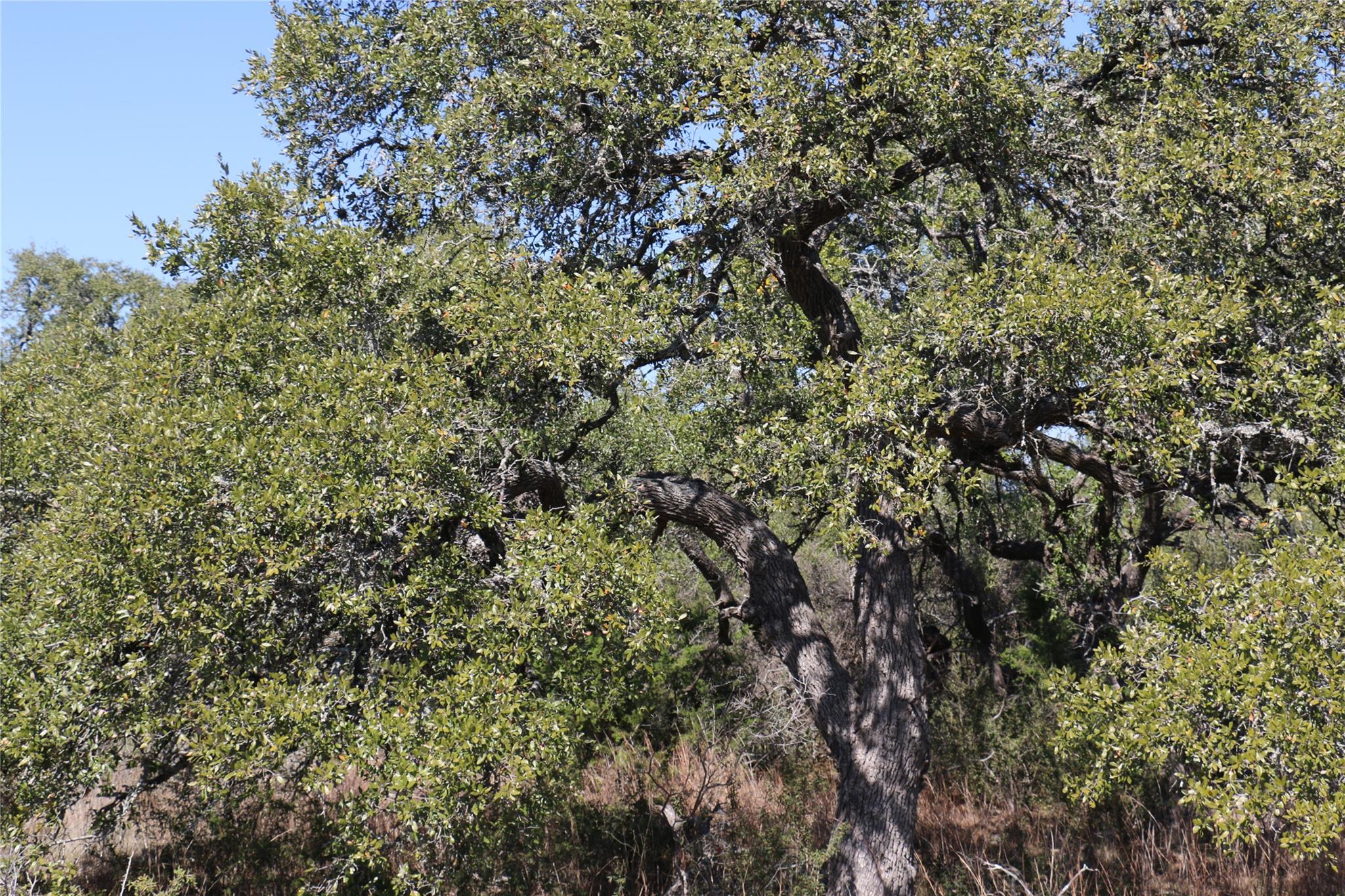 5688 Fm 2325 Wimberley TX 78676