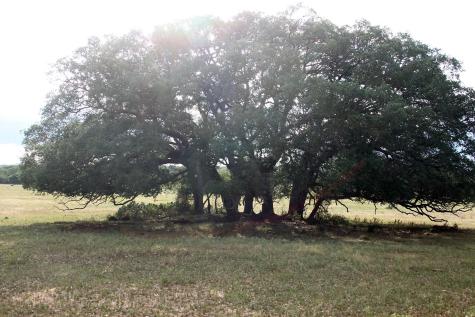 6019 Fm 3158 Dale TX 78616