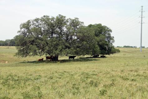 319 R C Lane Lockhart TX 78644