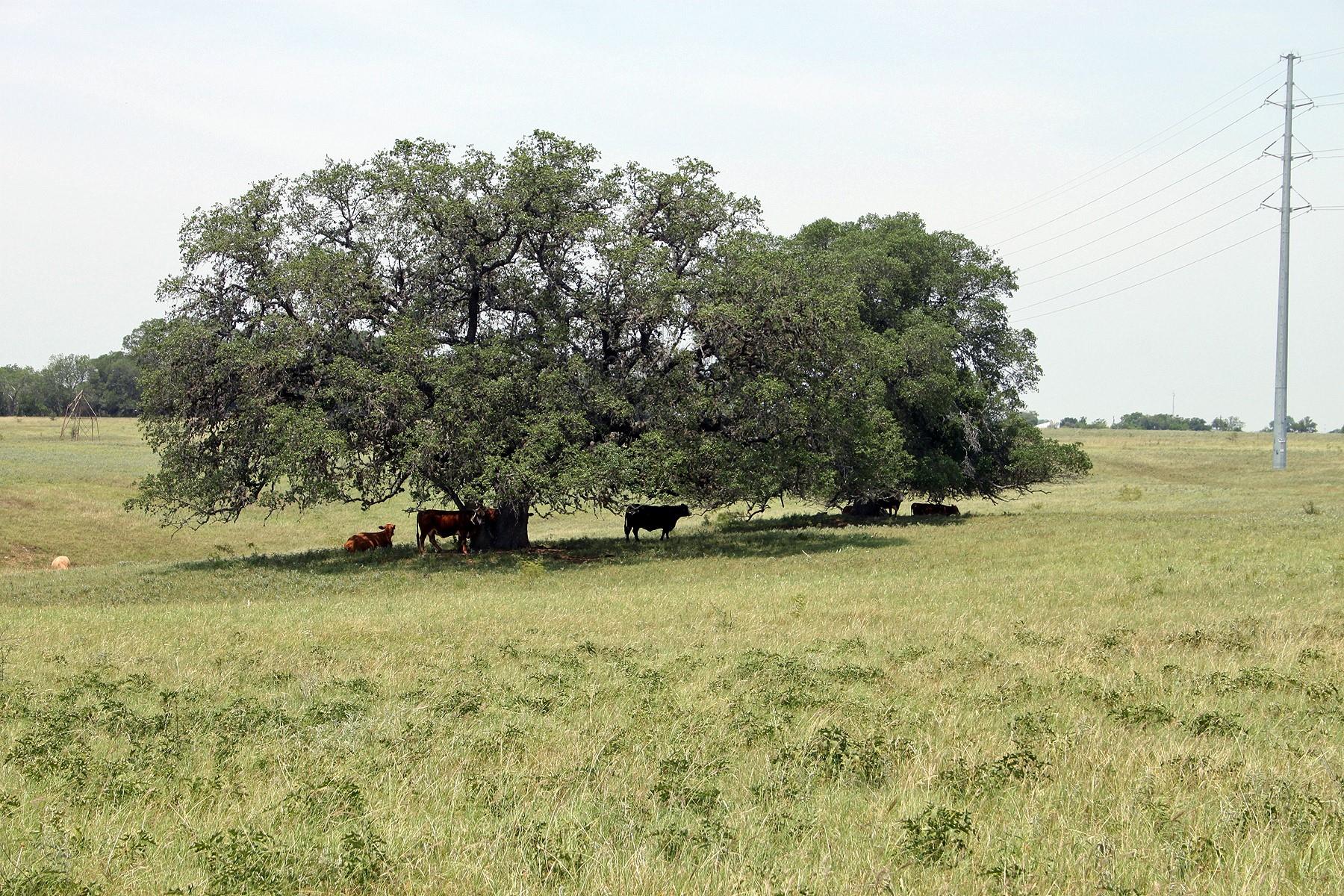 319 R C Lane Lockhart TX 78644