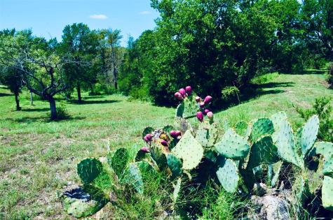8060 County Road 210 Road Bertram TX 78605