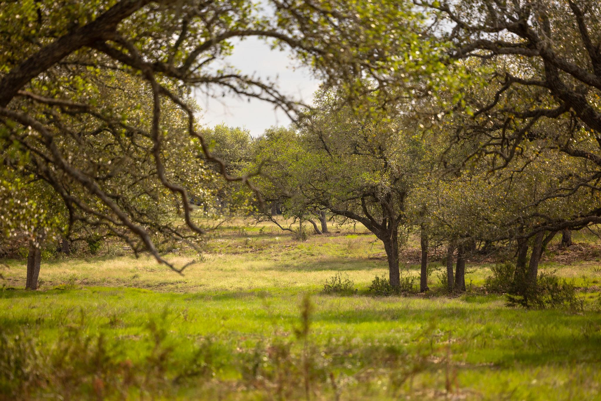 2609 Prochnow Road Dripping Springs TX 78620