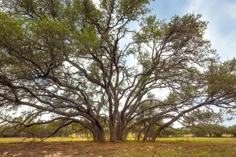 2609 Prochnow Road Dripping Springs TX 78620
