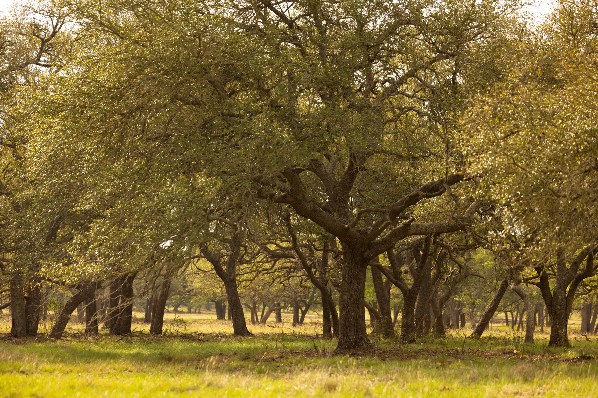 2609 Prochnow Road Dripping Springs TX 78620