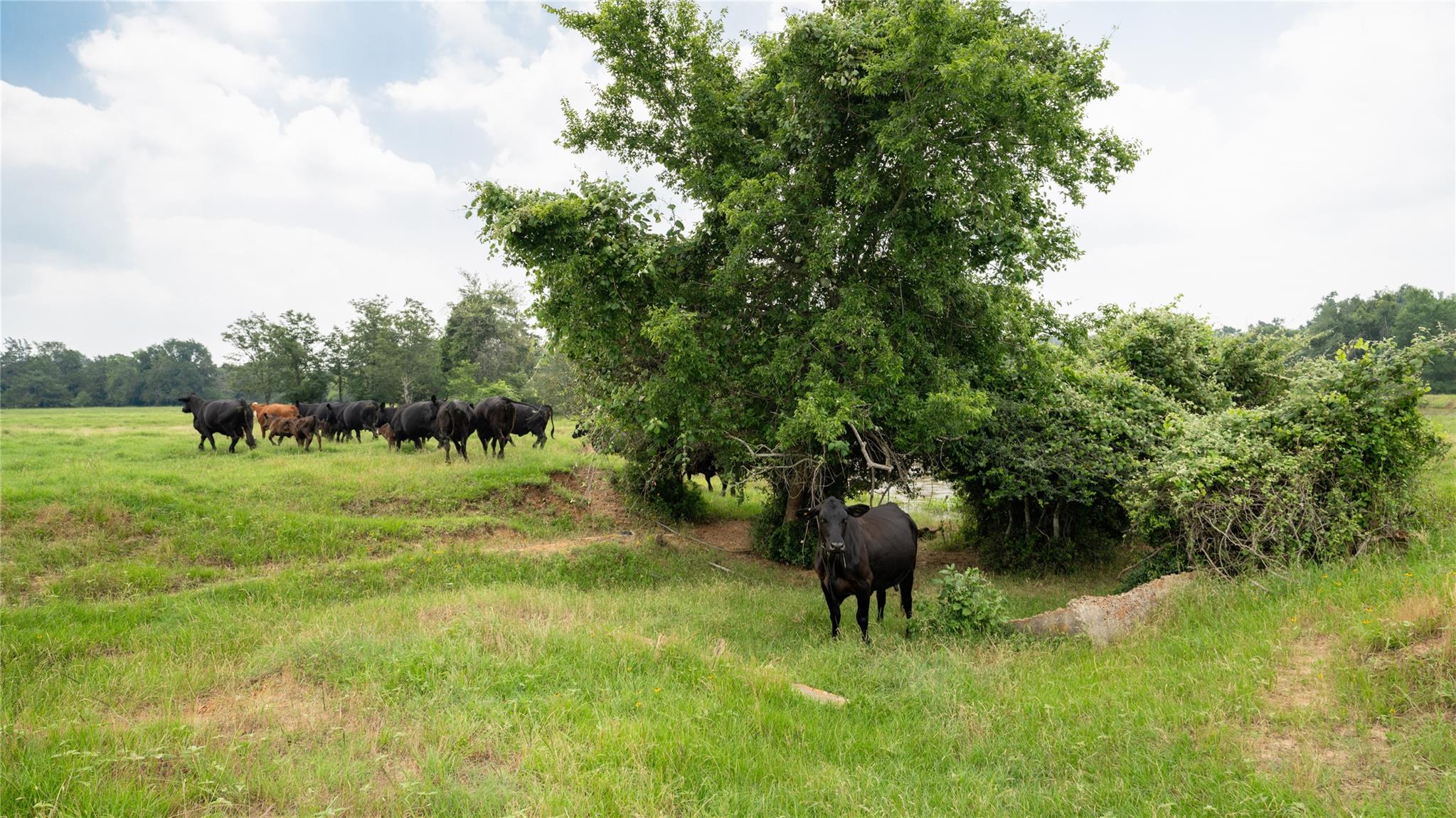 0000 Cr 316 Caldwell TX 77836