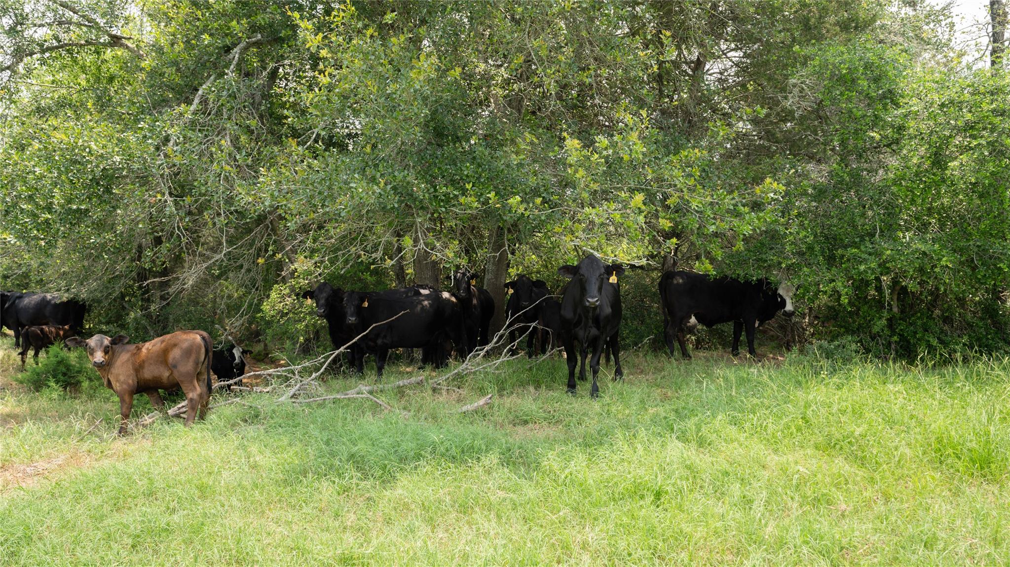 0000 Cr 316 Caldwell TX 77836