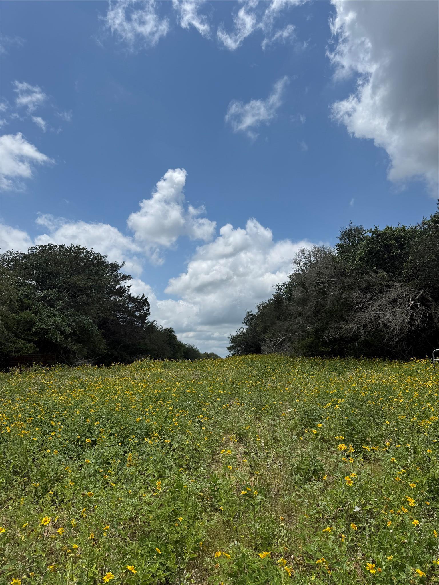2135 Mule Creek Road Harwood TX 78632