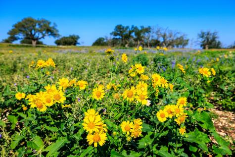 481 Living Water Ranch Road Harper TX 78631