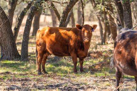 4772-1 County Road 340 Burnet TX 78611