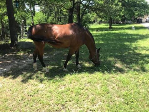 298 Jenkins. Road Cedar Creek TX 78612