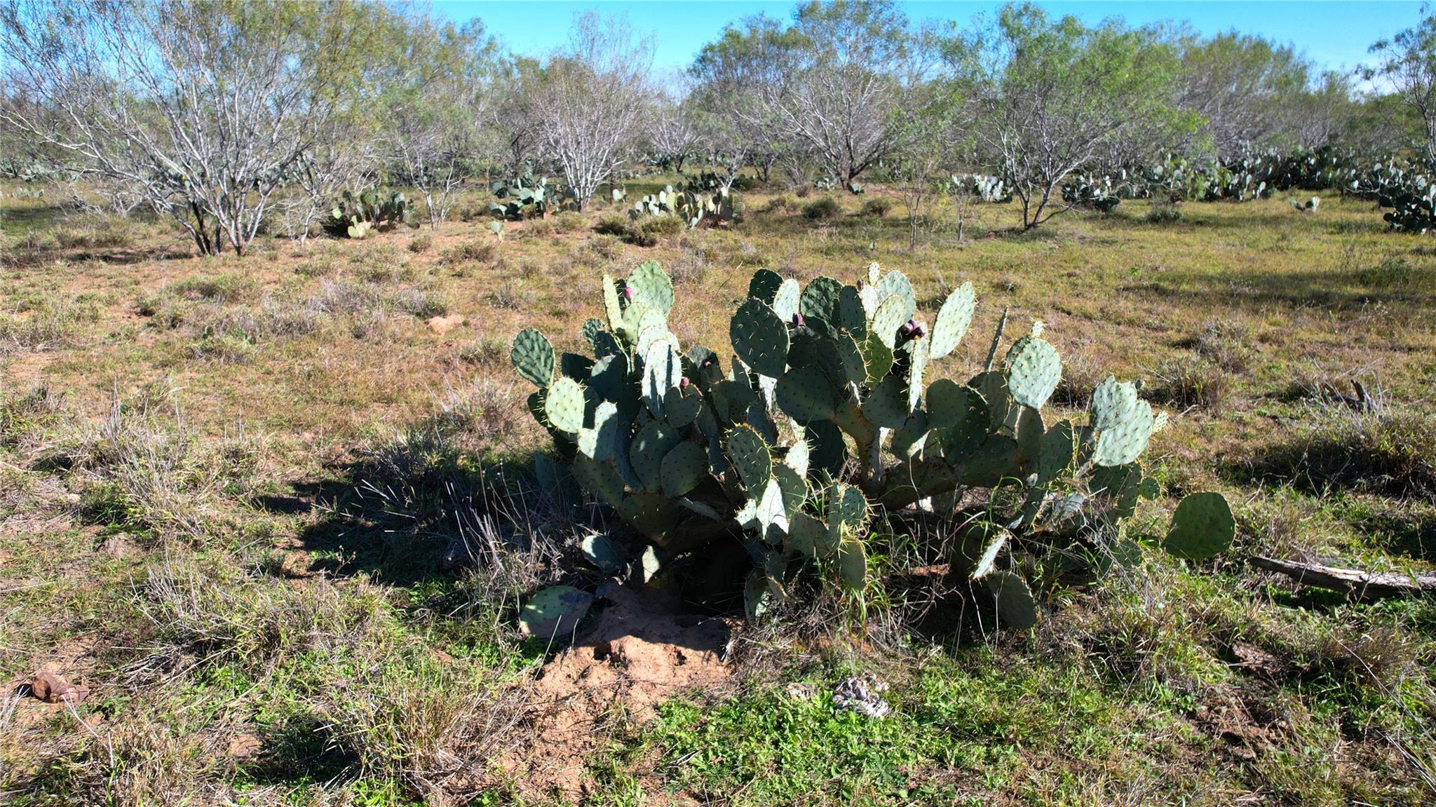 1913 County Road 3000 Pearsall TX 78061