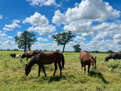 3 Big Sky Ranch Road Smithville TX 78957