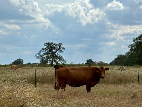 3 Big Sky Ranch Road Smithville TX 78957