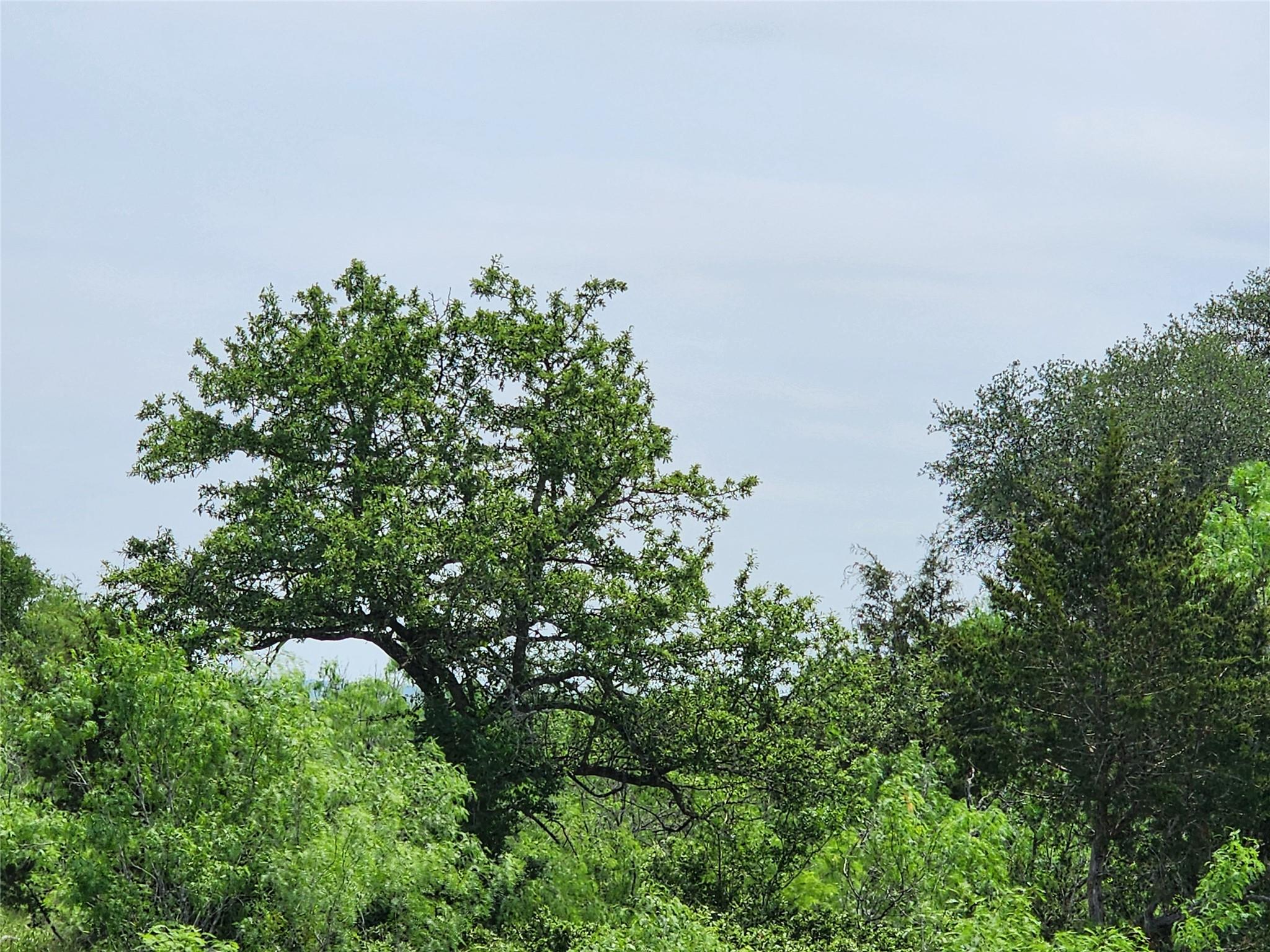 Tbd Fox Lane Lockhart TX 78644