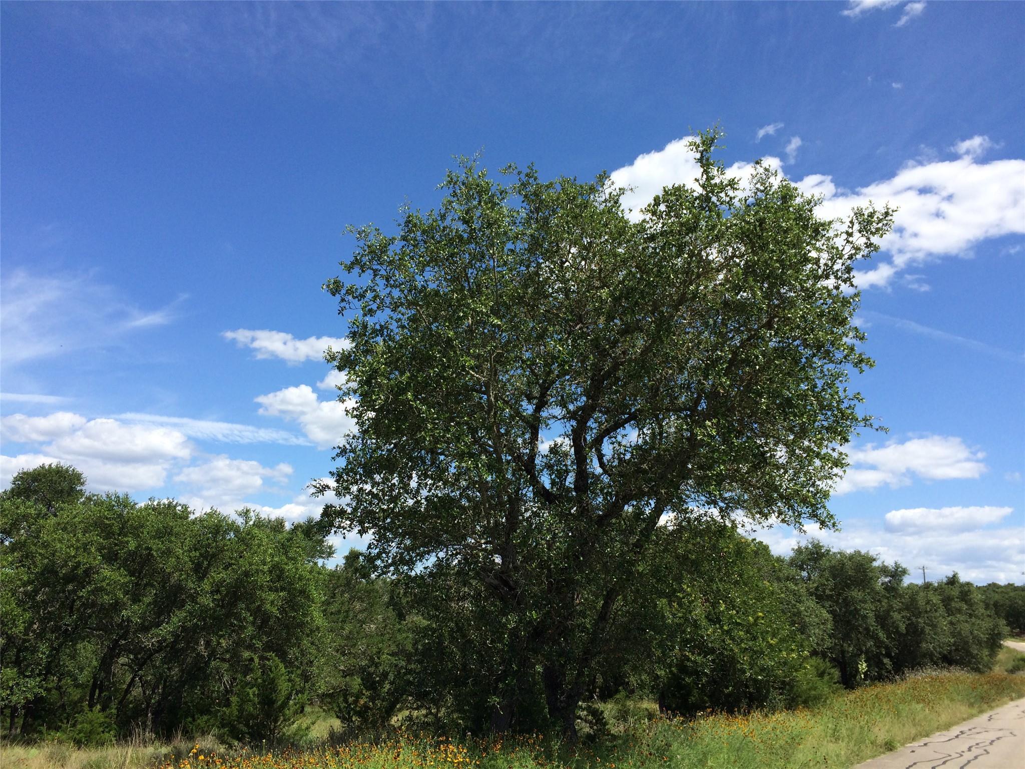 934 Beauchamp Road Dripping Springs TX 78620
