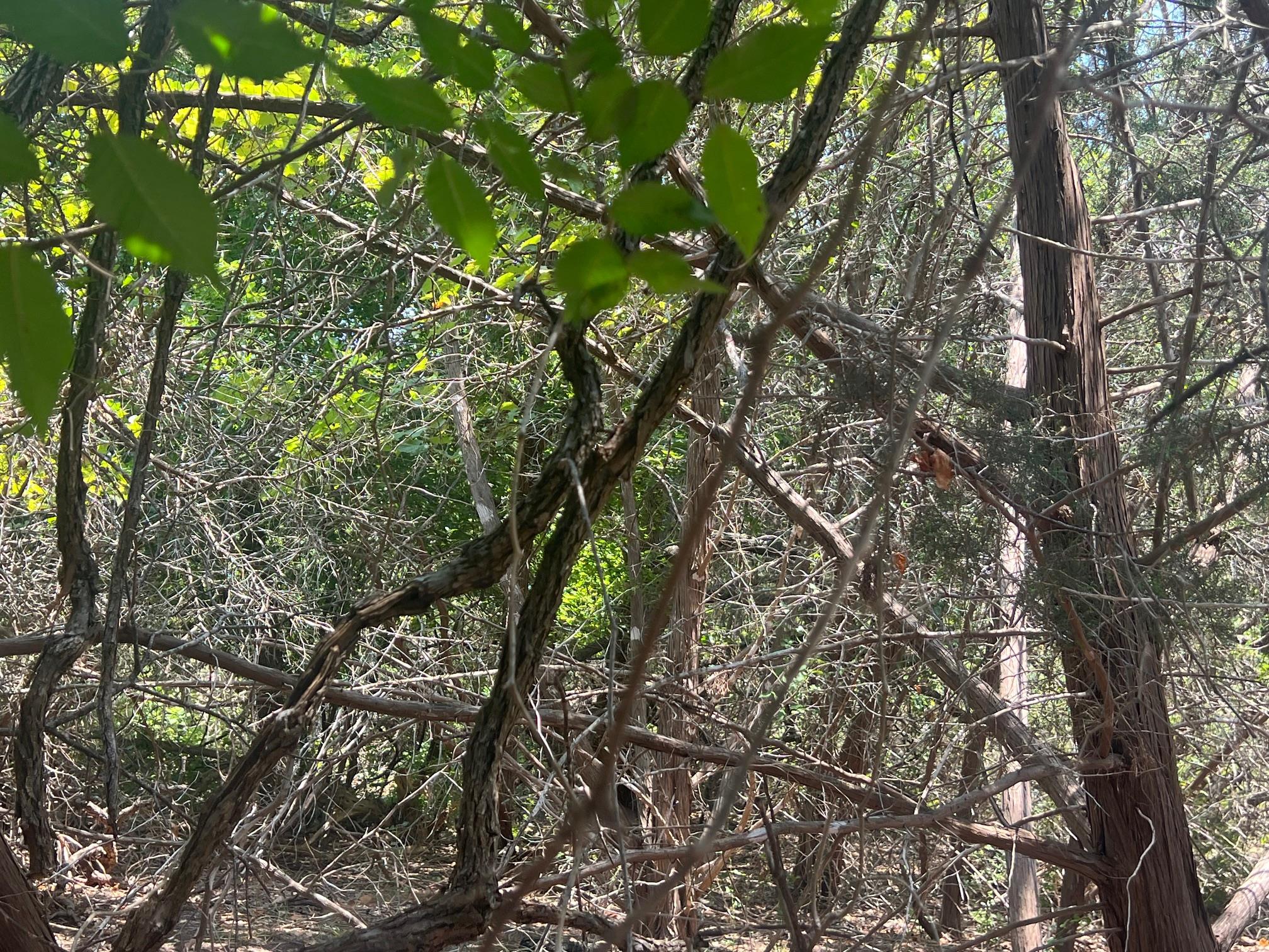 5.04 Acres Mourning Dove Lane Lampasas TX 76550