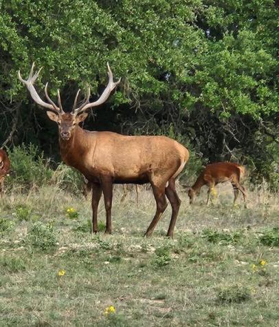 - Private Road 4718 Lot 81 Land Kempner TX 76539