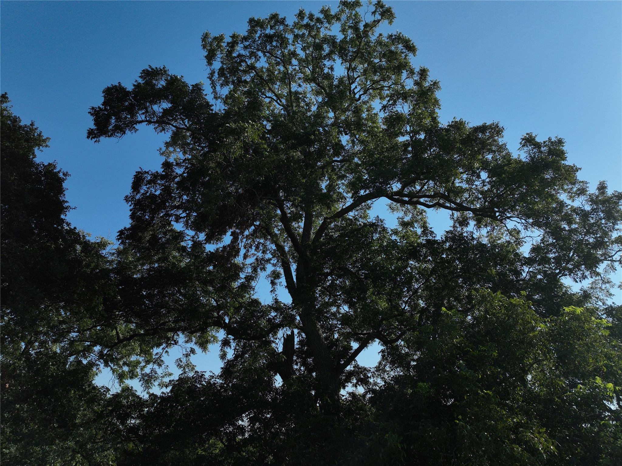 Tbd Lot 4 Randermann Road Brenham TX 77833