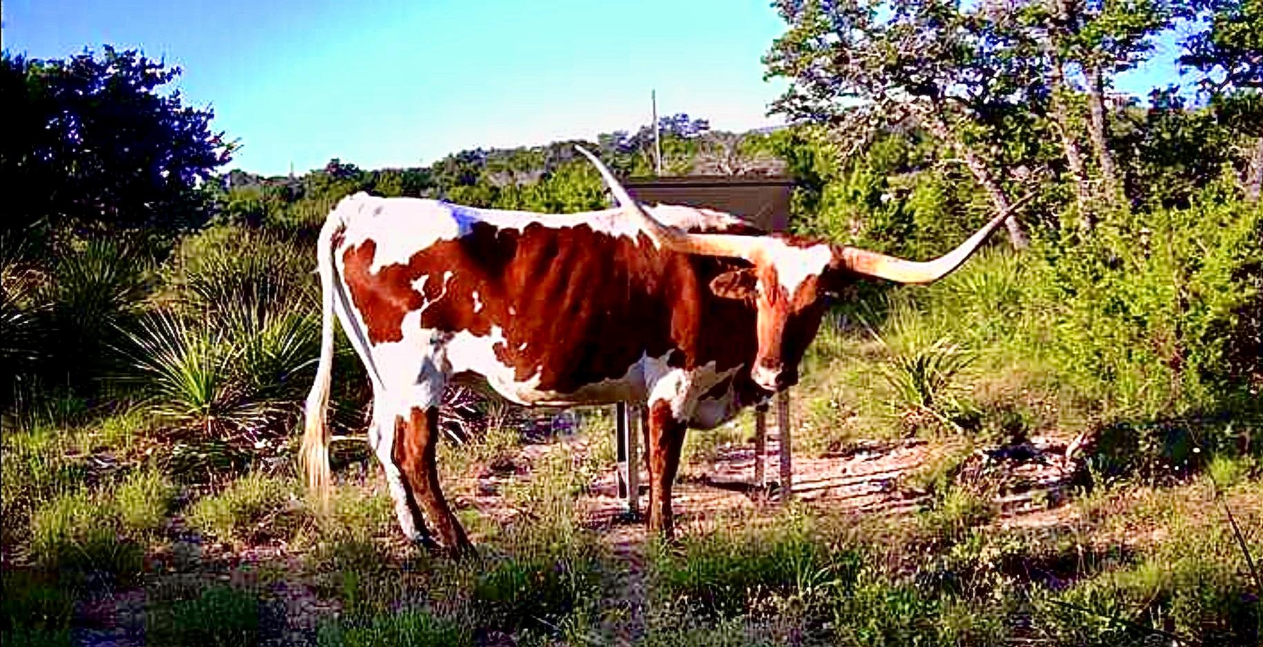 1200 Lipan Apache Run Blanco TX 78606