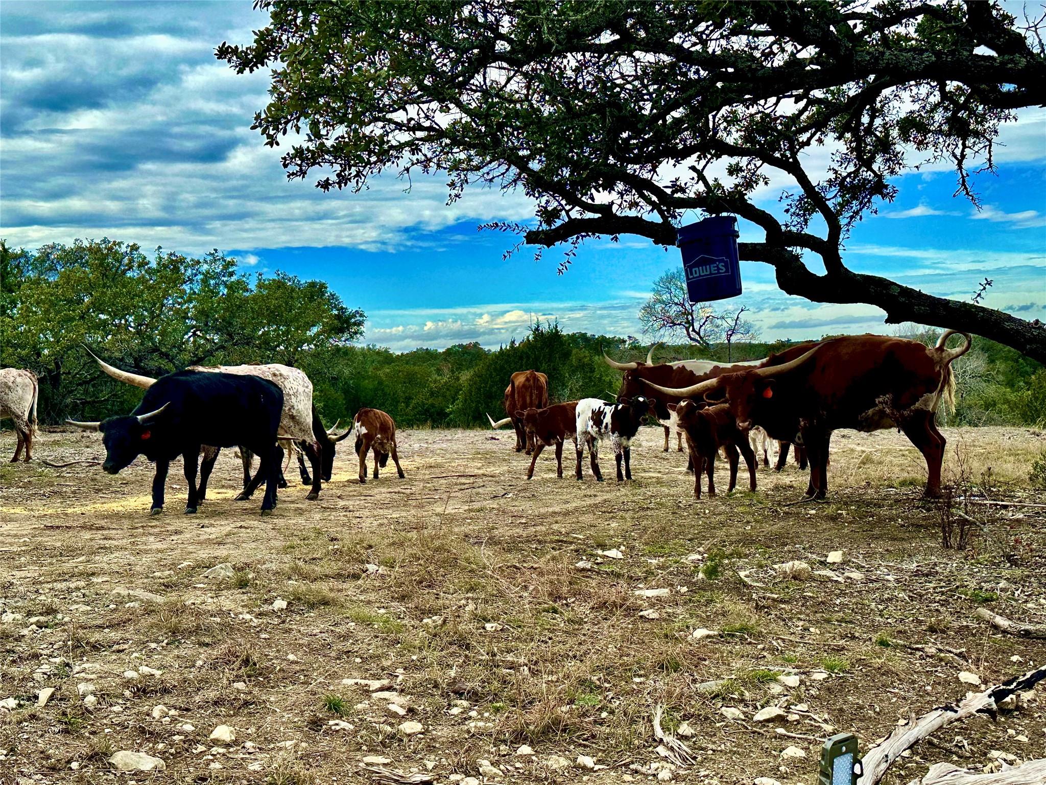 1200 Lipan Apache Run Blanco TX 78606