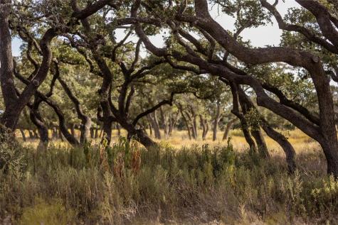 Lot 1 Legacy Hills Drive Johnson City TX 78636