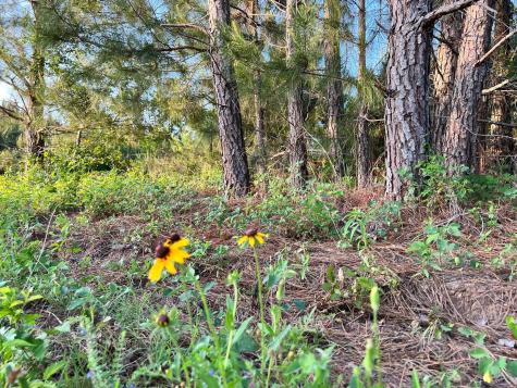 Lot 27 Kinsey Road Paige TX 78659