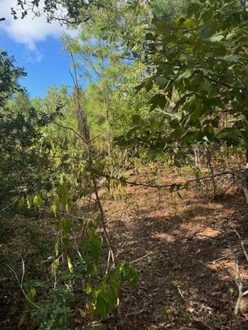 Lot 1339 Tahitian Drive Bastrop TX 78602