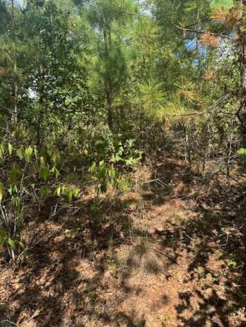 Lot 1339 Tahitian Drive Bastrop TX 78602