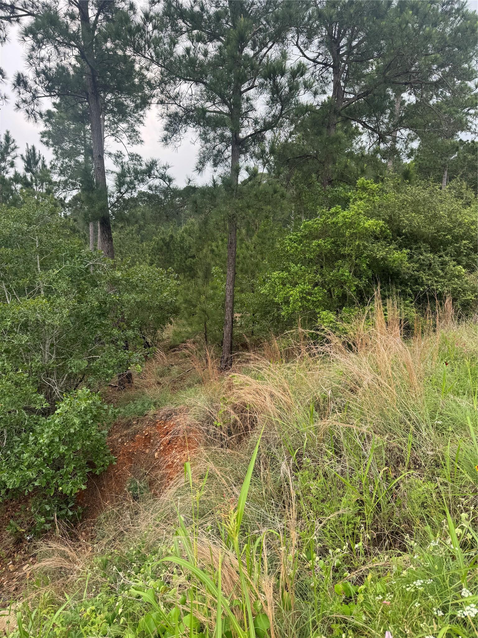 Lots 1612, 1613, 1614 Kaanapali Lane Bastrop TX 78602