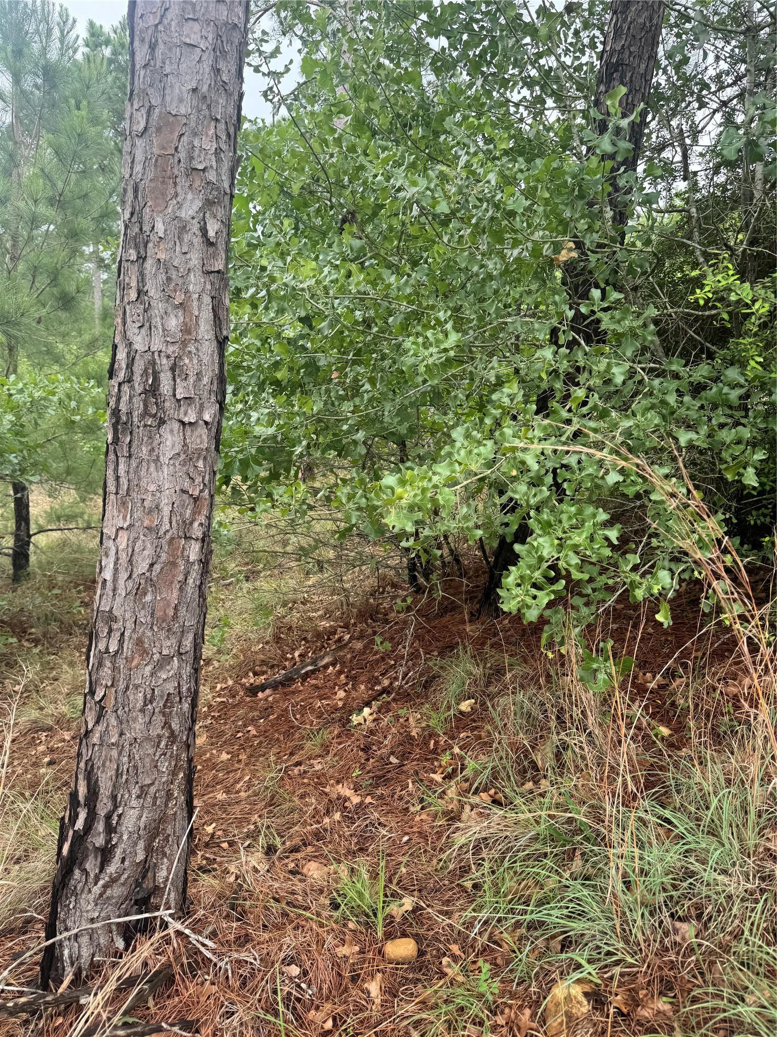 Lots 1612, 1613, 1614 Kaanapali Lane Bastrop TX 78602