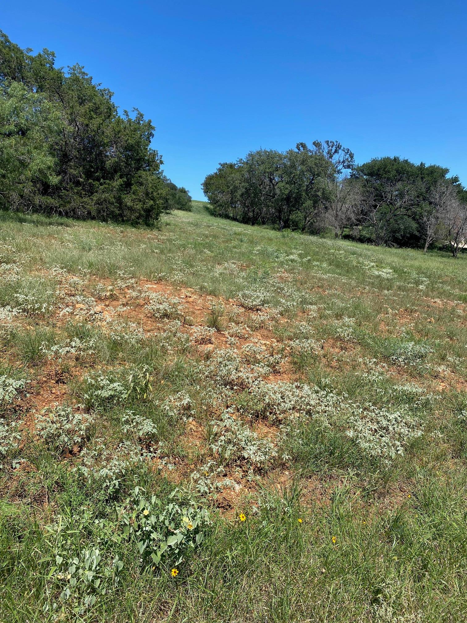 W25058 Apachetears/white Horseshoe Bay TX 78657