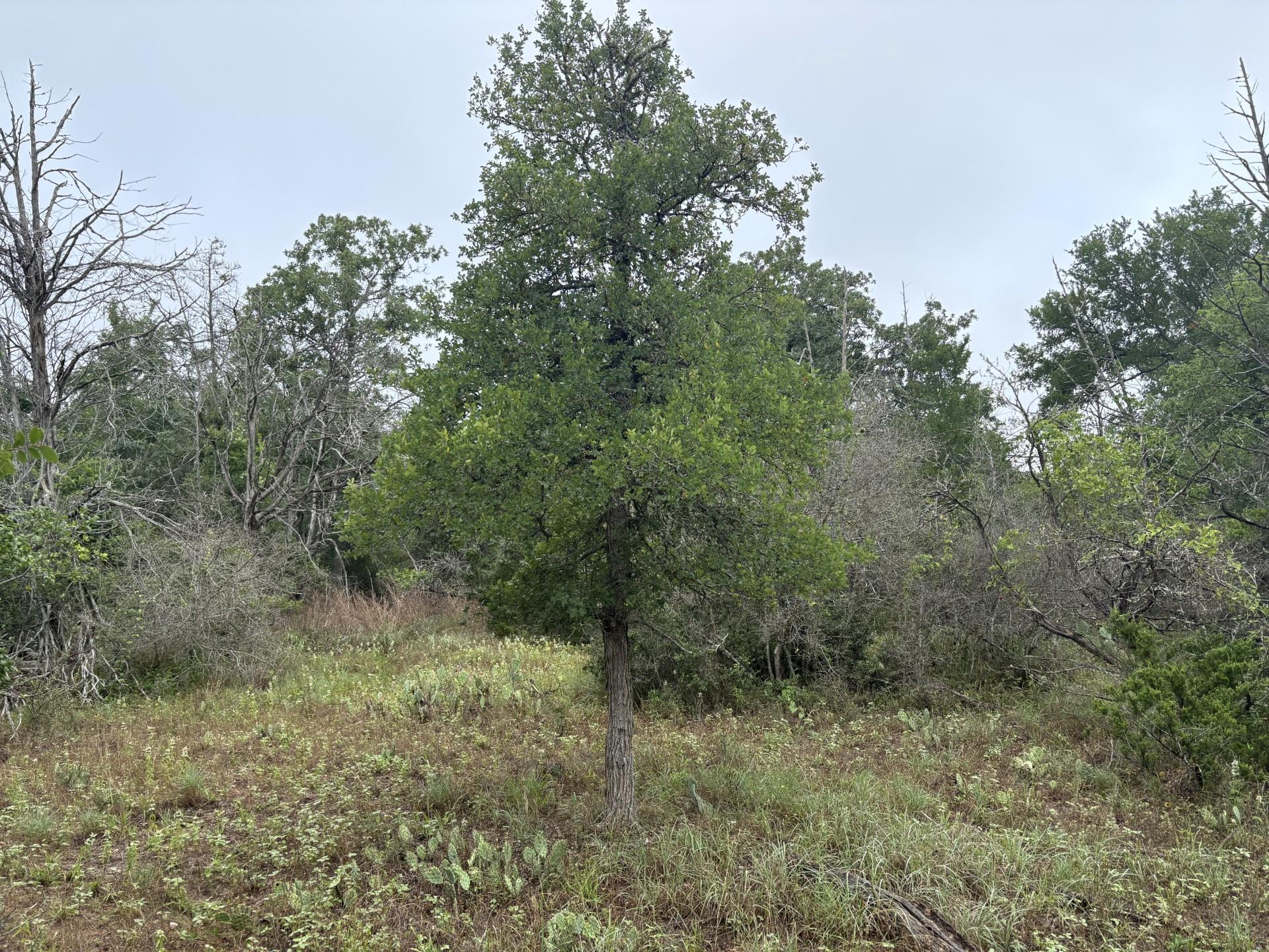 Tbd Hanauma Drive Bastrop TX 78602