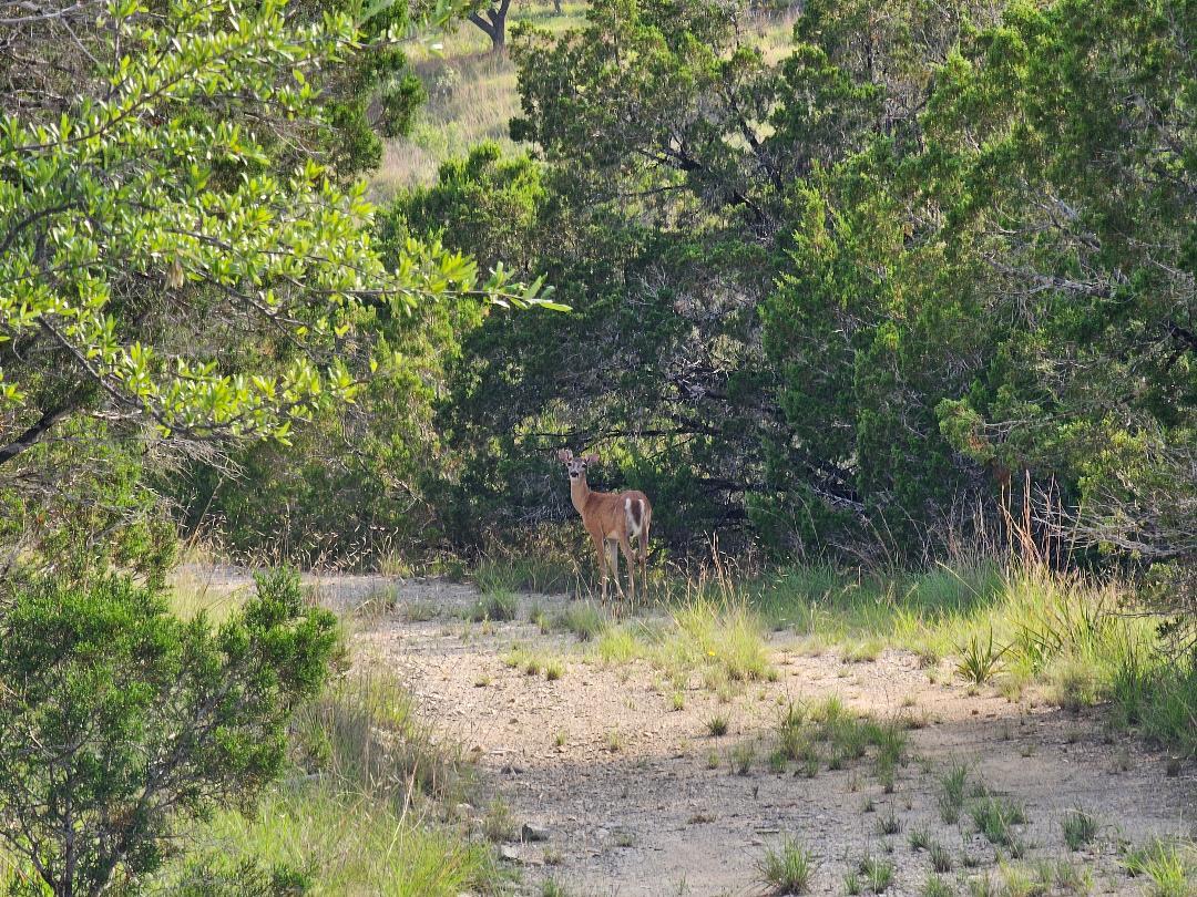 20208 Thurman Bend Road Spicewood TX 78669