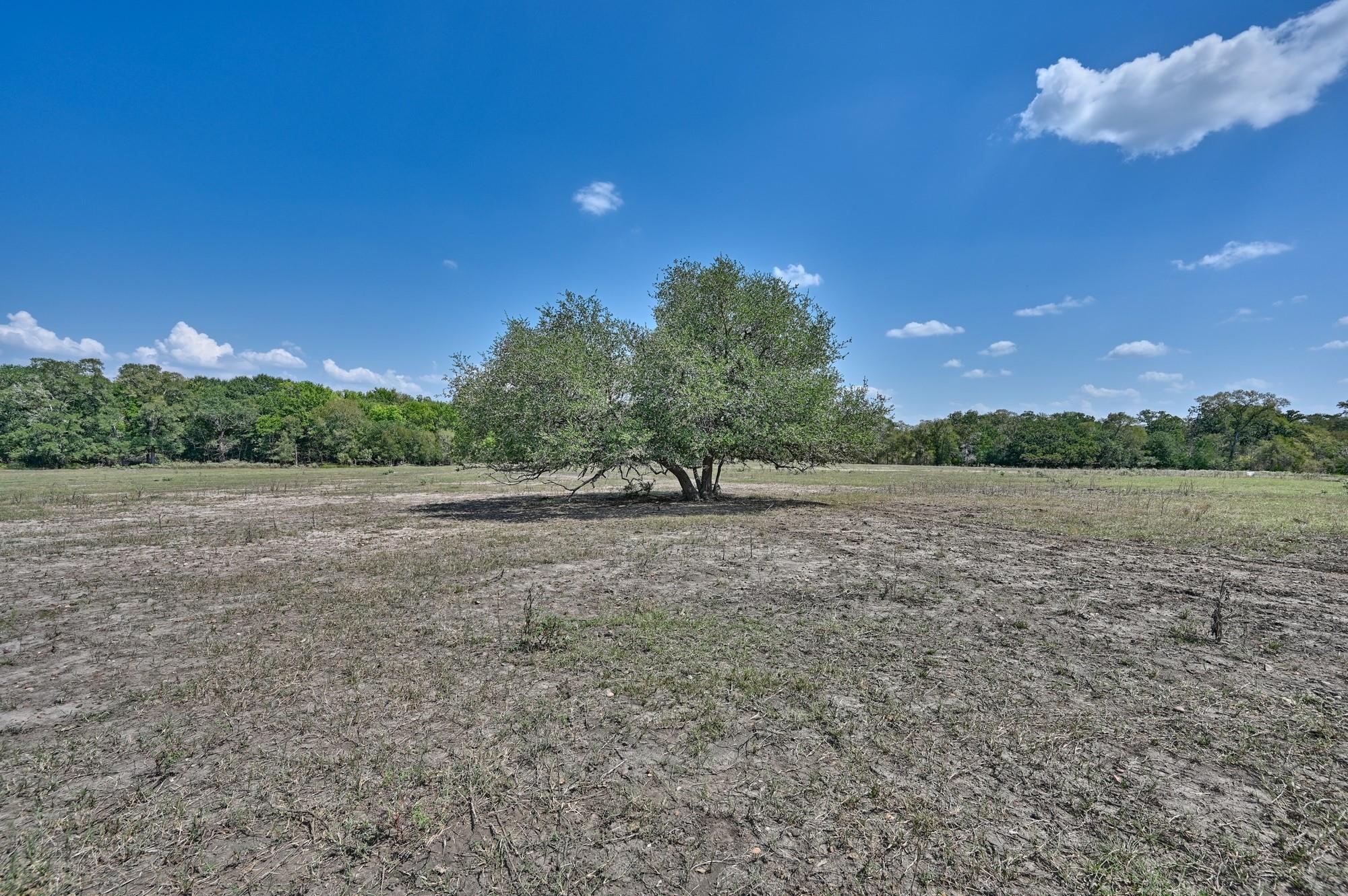 Tbd(+/- 237.91 Ac) Highway 36 S Caldwell TX 77836