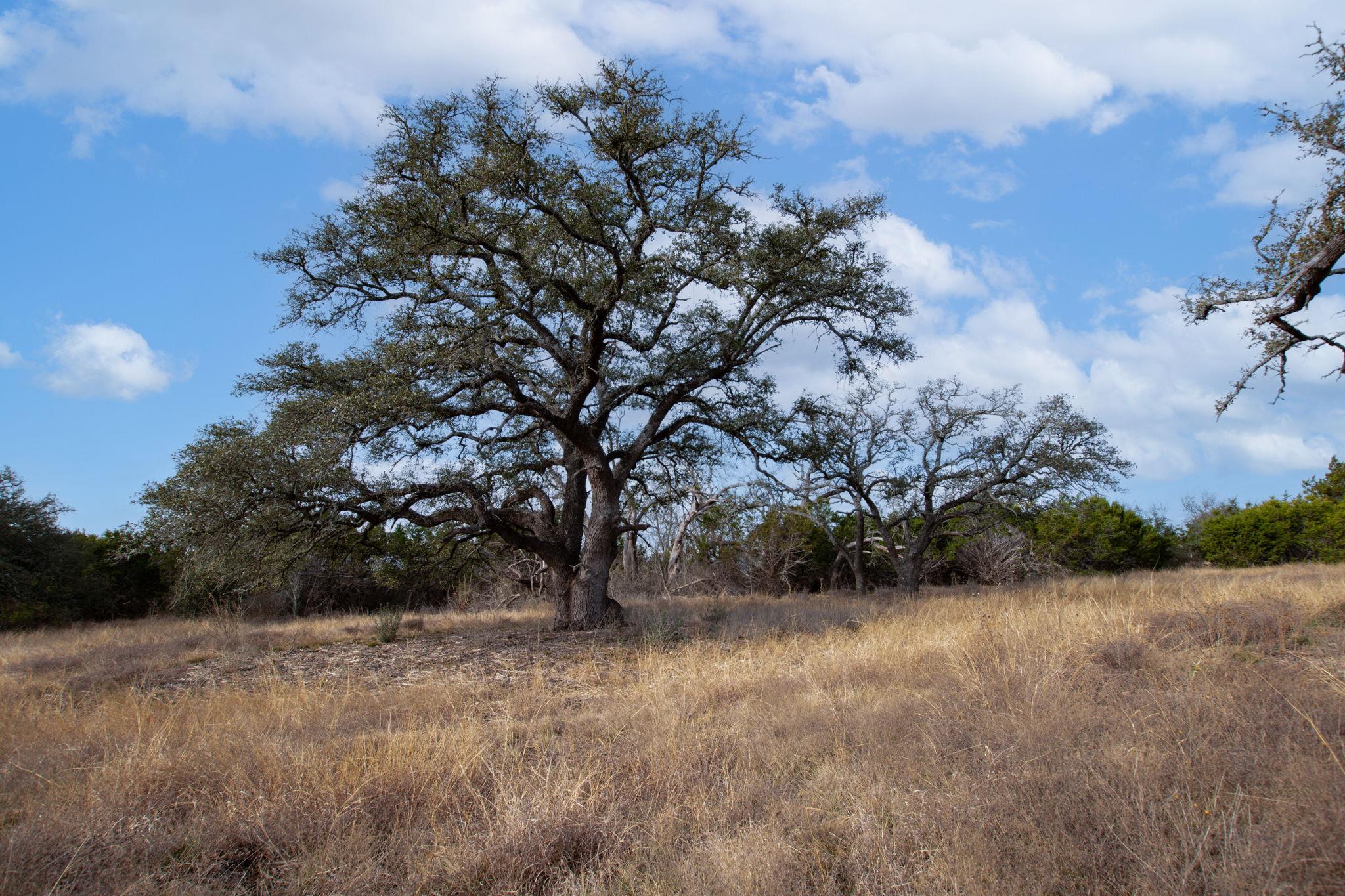Tbd Burnet Oaks Lot 1 Drive Burnet TX 78611