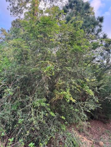 Lot 1386 N Pahihi Drive Bastrop TX 78602