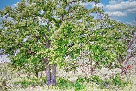 Lot 4 Rm 1323 Willow City TX 78675