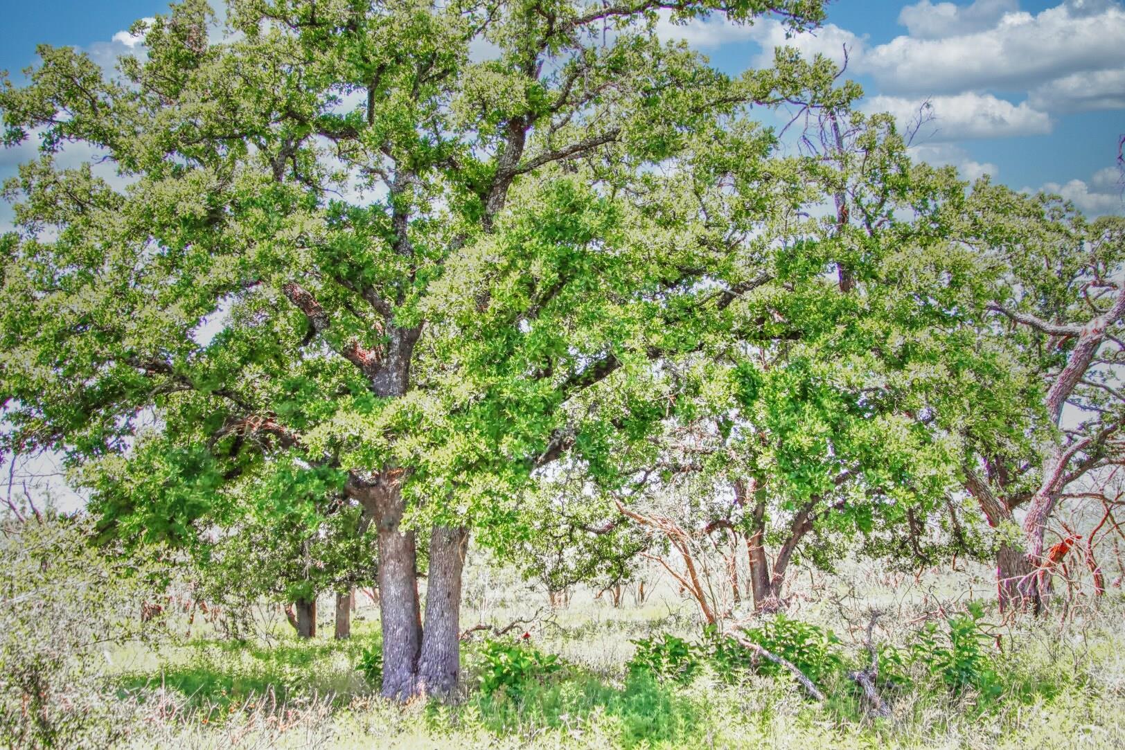 Lot 4 Rm 1323 Willow City TX 78675