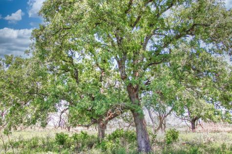 Lot 4 Rm 1323 Willow City TX 78675