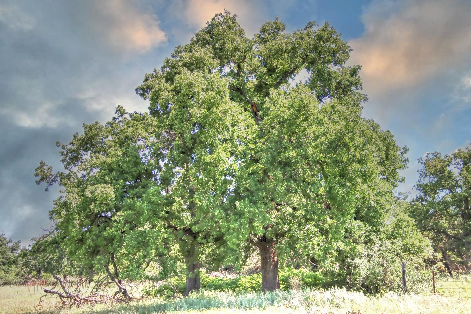 Lot 4 Rm 1323 Willow City TX 78675