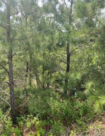 Lot 4 Kainalu Lane Bastrop TX 78602