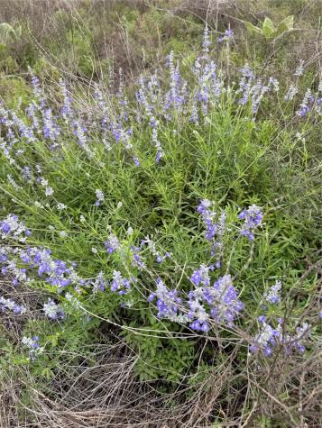 Lot 52 Clearwater Canyon Road Bandera TX 78003